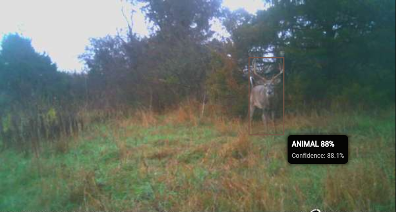 AI detected buck with bounding box