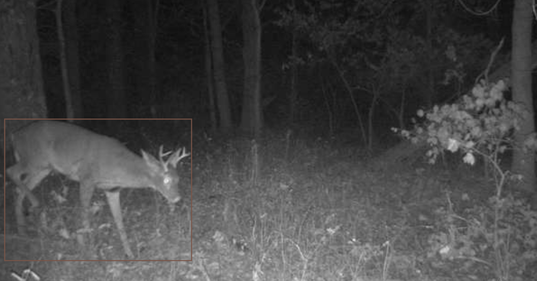 AI estimated 1.5 year old buck
