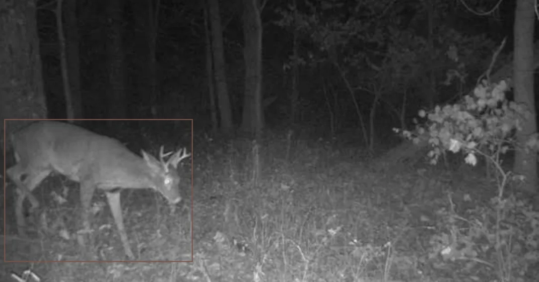 AI estimated 1.5 year old buck