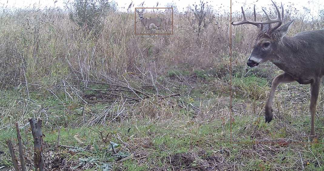 AI estimated 2.5 year old buck