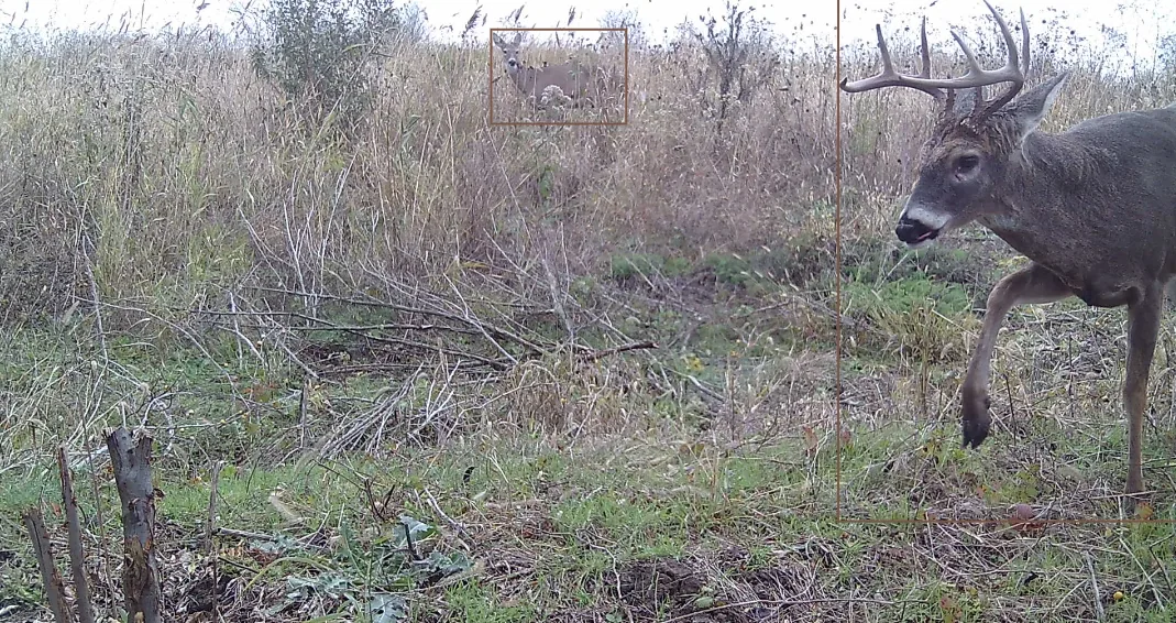 AI estimated 2.5 year old buck