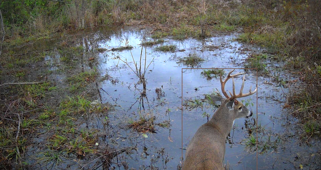 AI estimated 3.5 year old buck