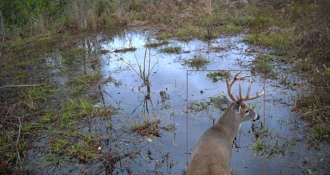 AI estimated 3.5 year old buck