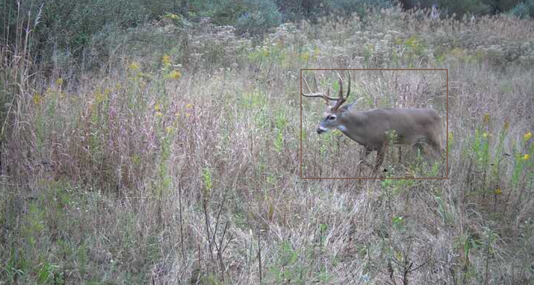 AI estimated 4.5+ year old mature buck