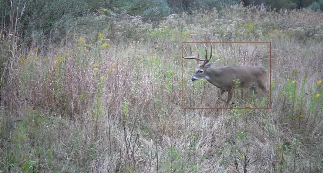AI estimated 4.5+ year old mature buck