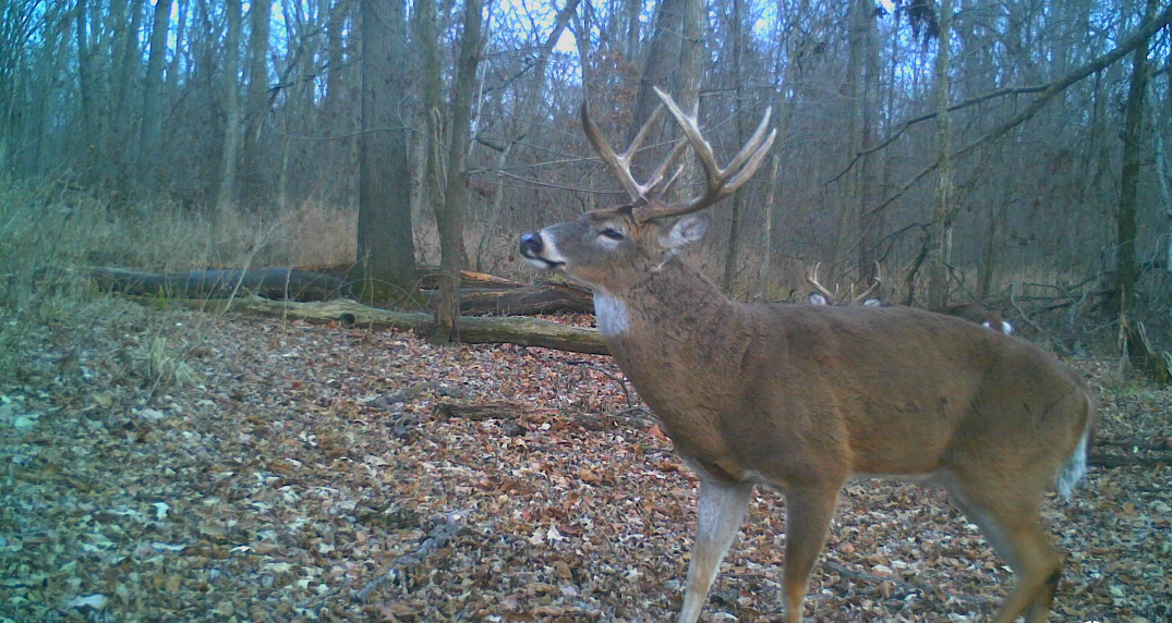 Mature buck trail camera photo